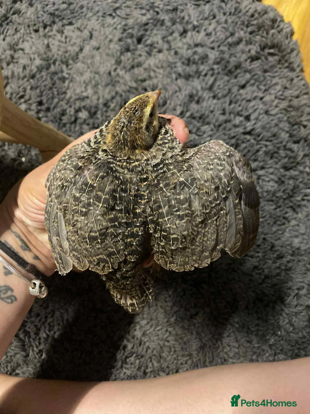 Quail poultry for sale: Coturnix quail see description for prices  - Advert 11