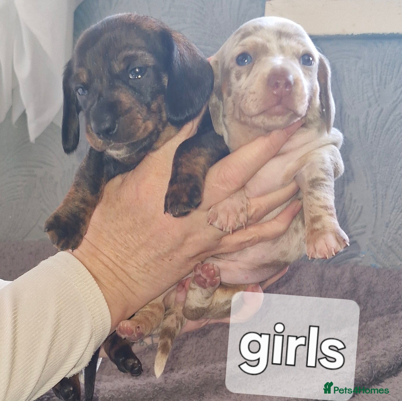 Dachshund dogs Miniature dauchshound  - Advert 1