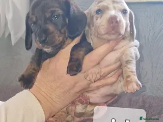 Dachshund dogs Miniature dauchshound - Advert 3