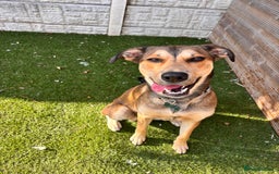 Mixed Breed dogs for sale: Ronnie  - Advert 6