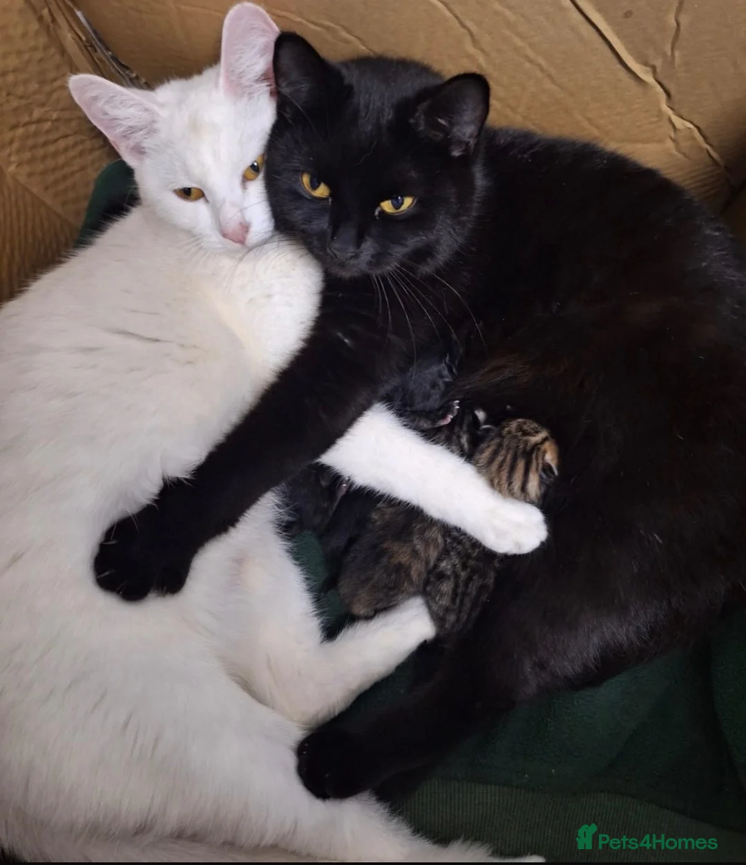 Mixed Breed cats for sale: Beautiful 😻 kittens ready for a new family  - Advert 1