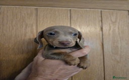 Miniature Dachshund dogs for sale: REDUCED !! Miniature dachshund puppies kc reg   - Image 24