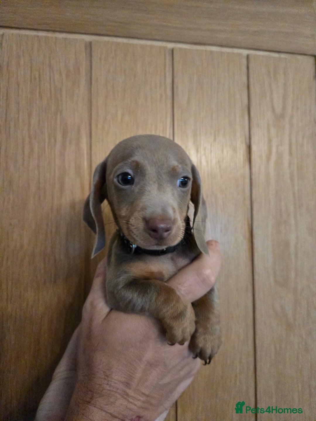 Miniature Dachshund dogs for sale: REDUCED !! Miniature dachshund puppies kc reg   - Image 24