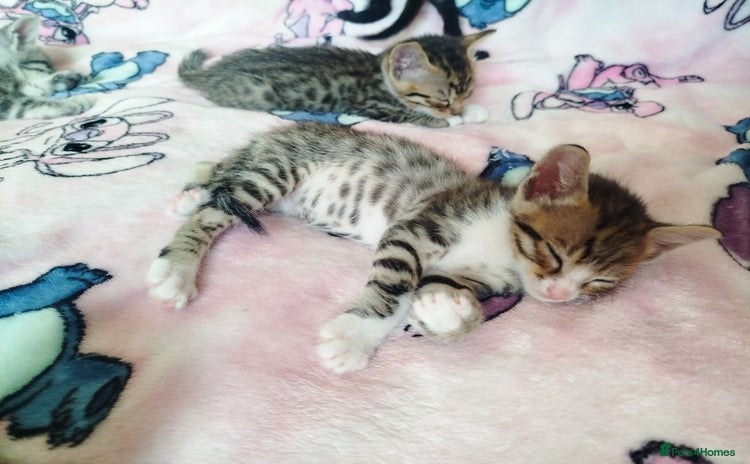 Savannah cats - Advert 6