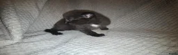 Mixed Breed cats for sale: Two black and white male kittens - Advert 2