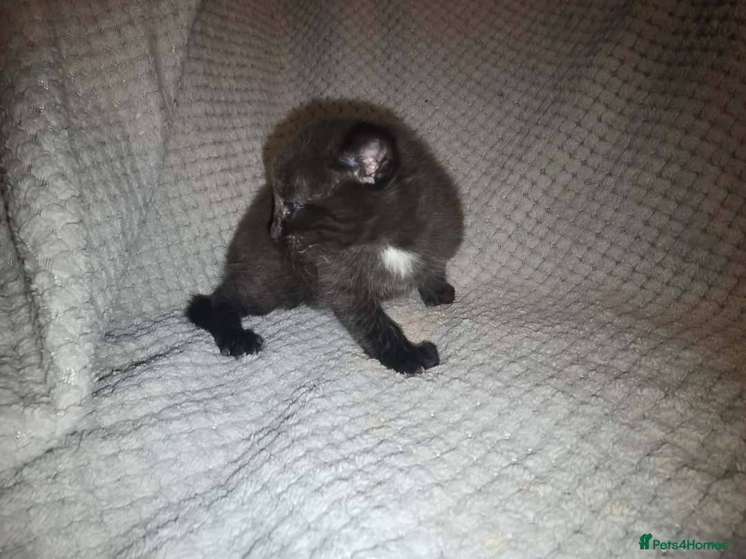 Mixed Breed cats for sale: Two black and white male kittens - Advert 2