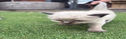 Ragdoll cats for sale: Ragdoll x - Advert 23