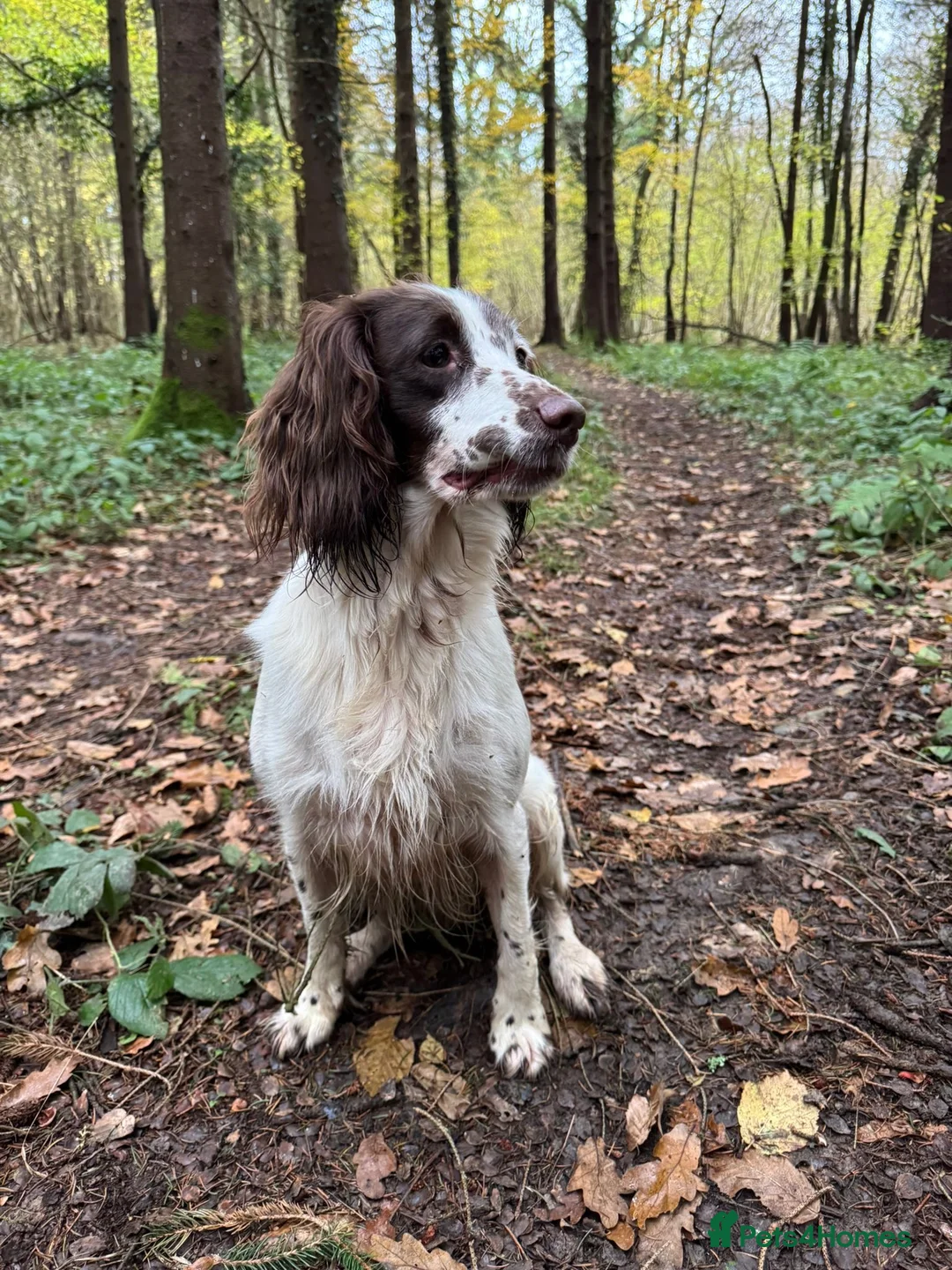 Sprocker dogs for sale: Docked Sprocker Spaniel Puppies - Advert 1