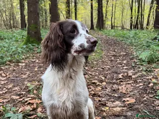 Sprocker dogs Docked Sprocker Spaniel Puppies - Advert 1