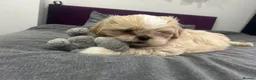 Shih Tzu dogs for stud: Beautiful Male Shih Tzu Available for Stud - Advert 6