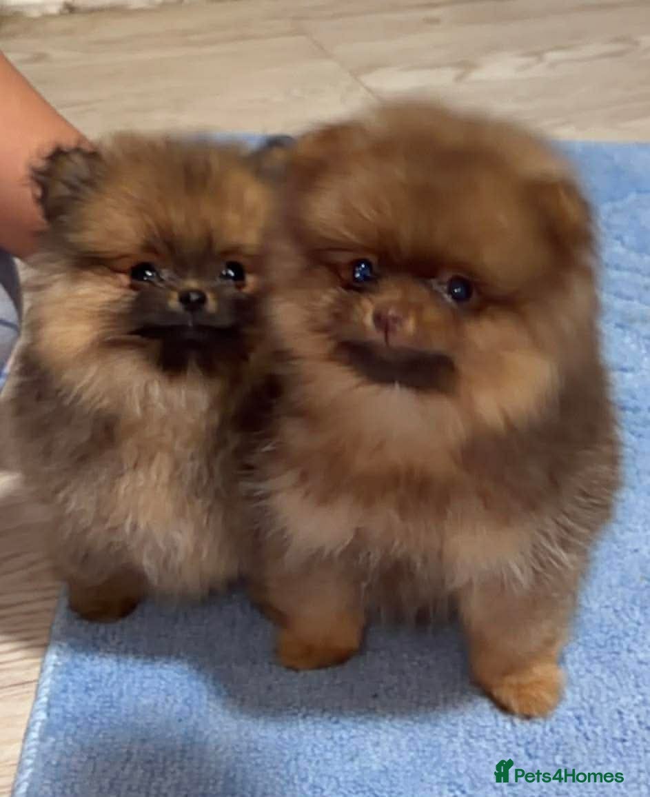 Pomeranian dogs Outstanding Pomeranian boys  - Advert 2