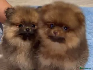 Pomeranian dogs Outstanding Pomeranian boys - Advert 2