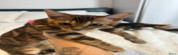 Bengal cats for sale: Champion bloodline Bengal kittens - Advert 13