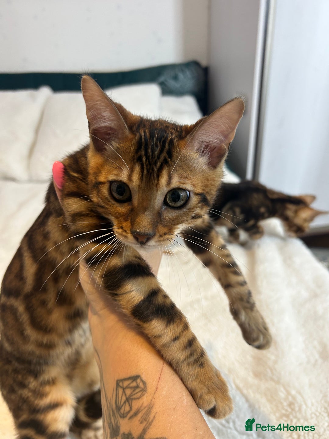 Bengal cats for sale: Champion bloodline Bengal kittens - Advert 13