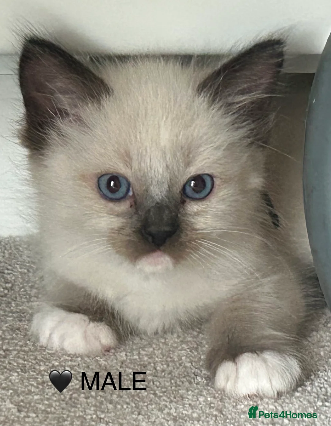 Ragdoll cats for sale: STUNNING MALE/FEMALE RAGDOLL KITTENS - Advert 7