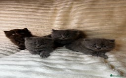 British Longhair cats for sale: British Long/Short Hair Adorable Kittens - Advert 3
