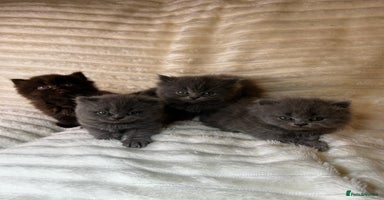 British Longhair cats British Long/Short Hair Adorable Kittens - Advert 5