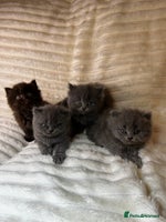 British Longhair cats British Long/Short Hair Adorable Kittens - Advert 8