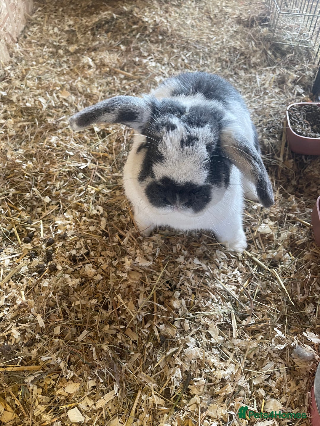 Mini Lop rabbits for sale: Mini lops - Advert 5