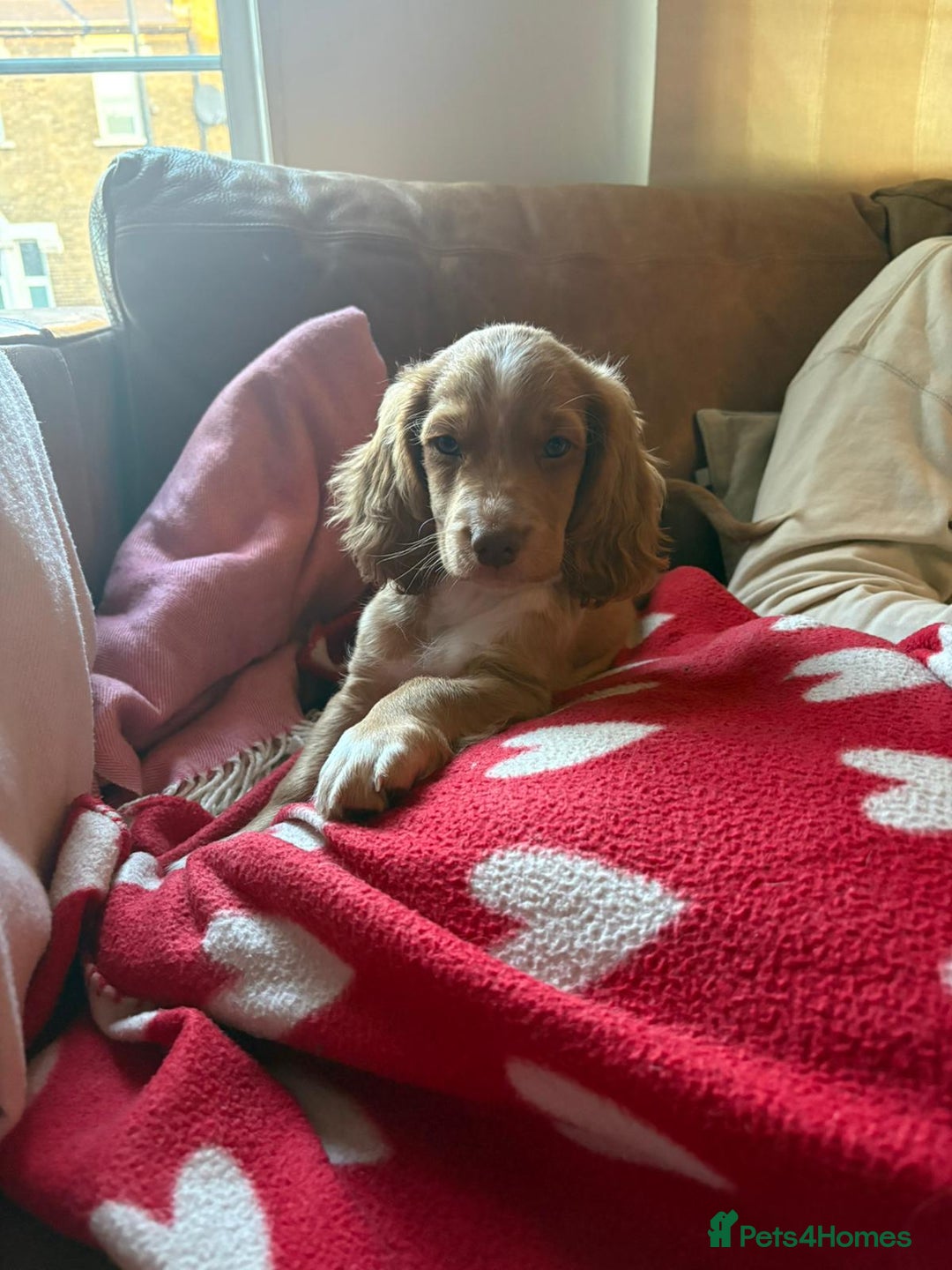 Mixed Breed dogs for sale: Cavachon/ Cocker Spaniel puppy - Advert 3