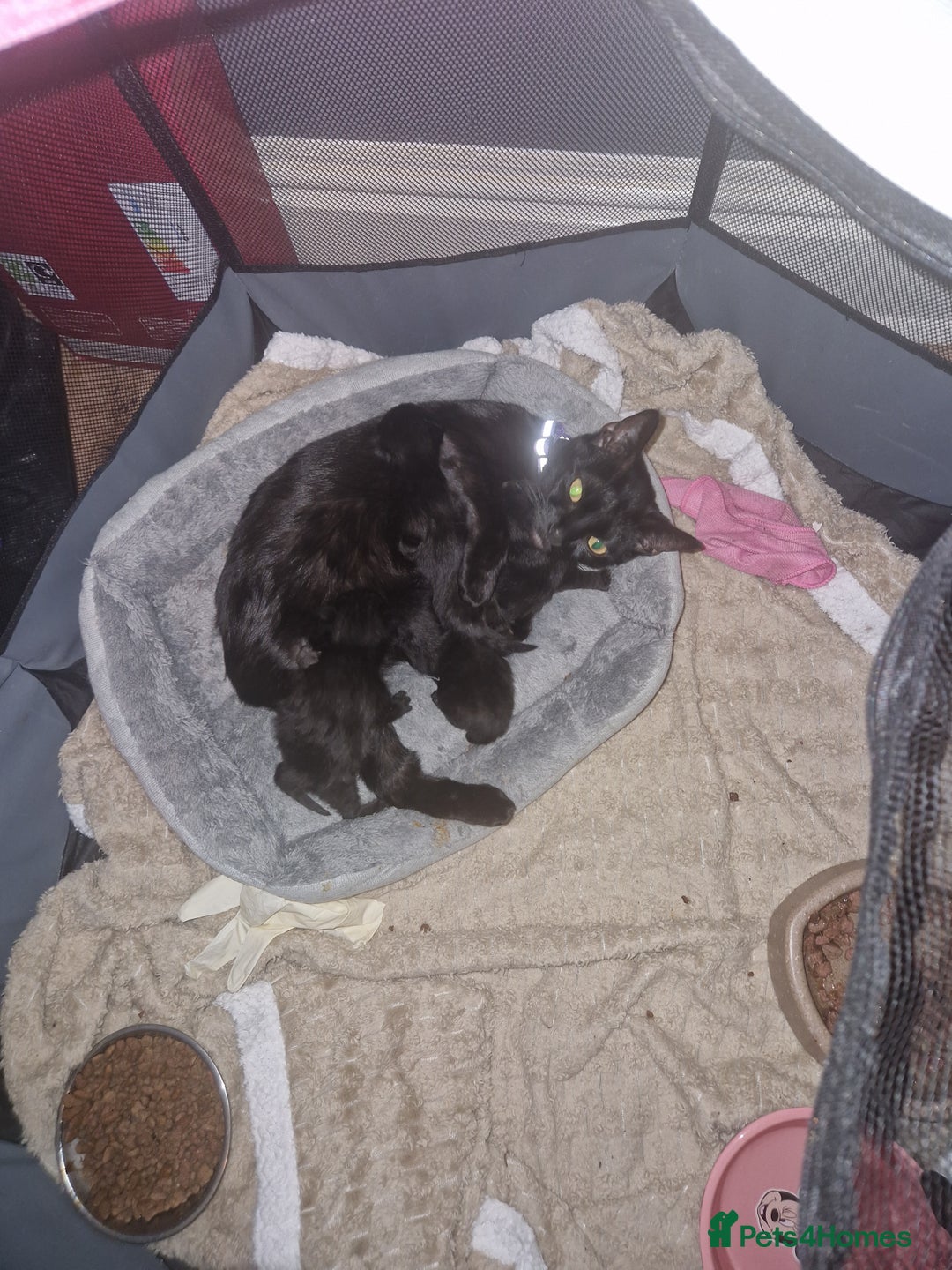 Domestic Shorthair cats for sale: Lisa c - Advert 1