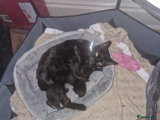 Domestic Shorthair cats Lisa c - Advert 9