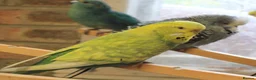 Budgerigars birds for sale: Budgies  in Sleaford - Advert 10
