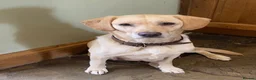 Labrador Retriever dogs for sale: STUNNING LABRADOR PUPPIES  - Advert 1