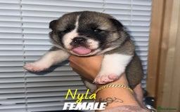 Akita dogs for sale: Akita pups  - Image 6