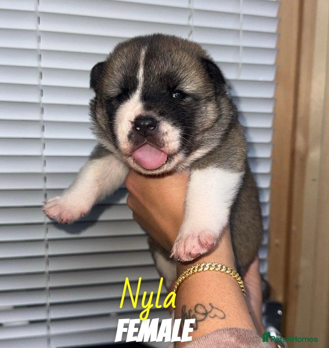 Akita dogs for sale: Akita pups  - Image 6