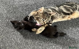 Domestic Shorthair cats for sale: 2 Domestic Shorthair Male - Image 3