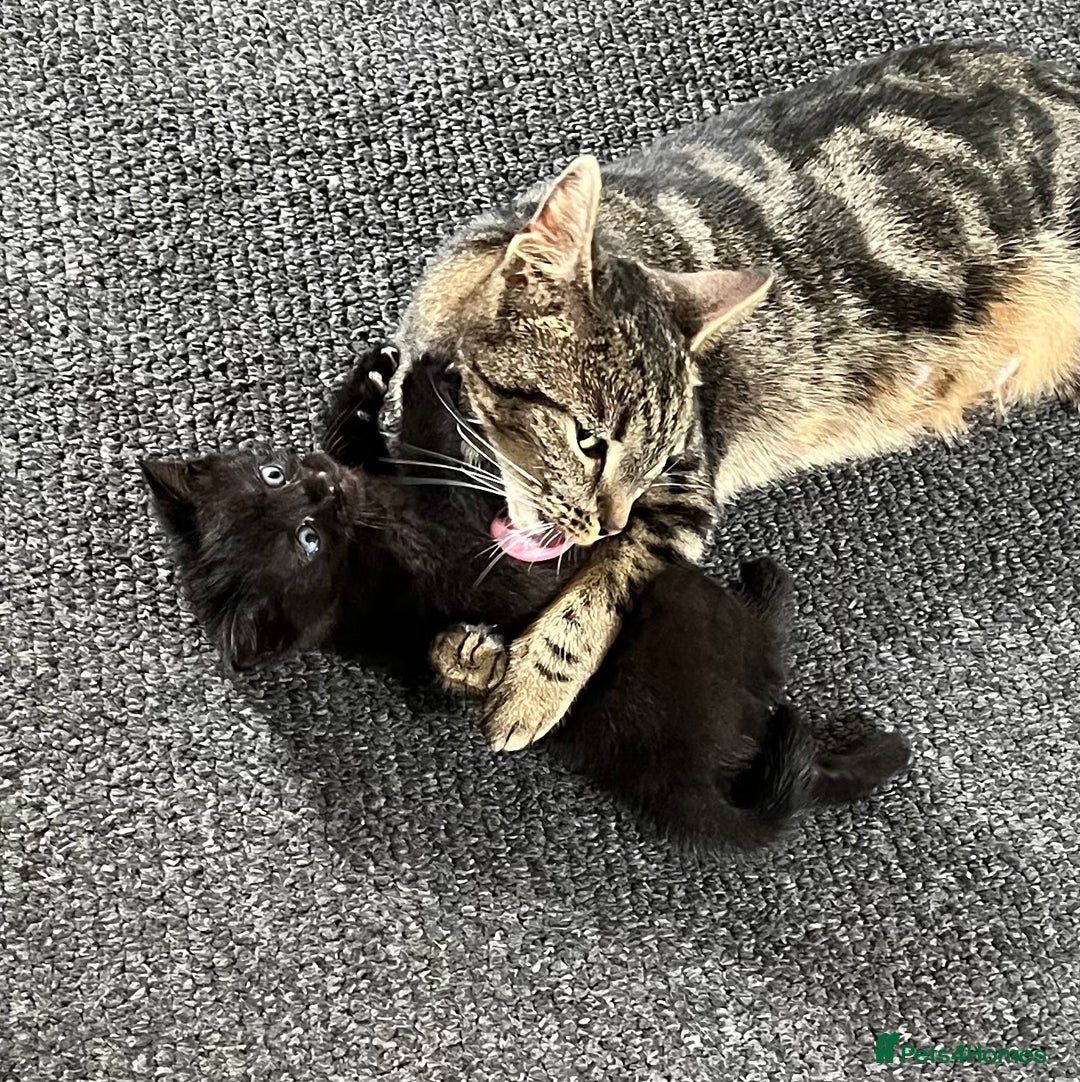 Domestic Shorthair cats for sale: 2 Domestic Shorthair Male - Image 3
