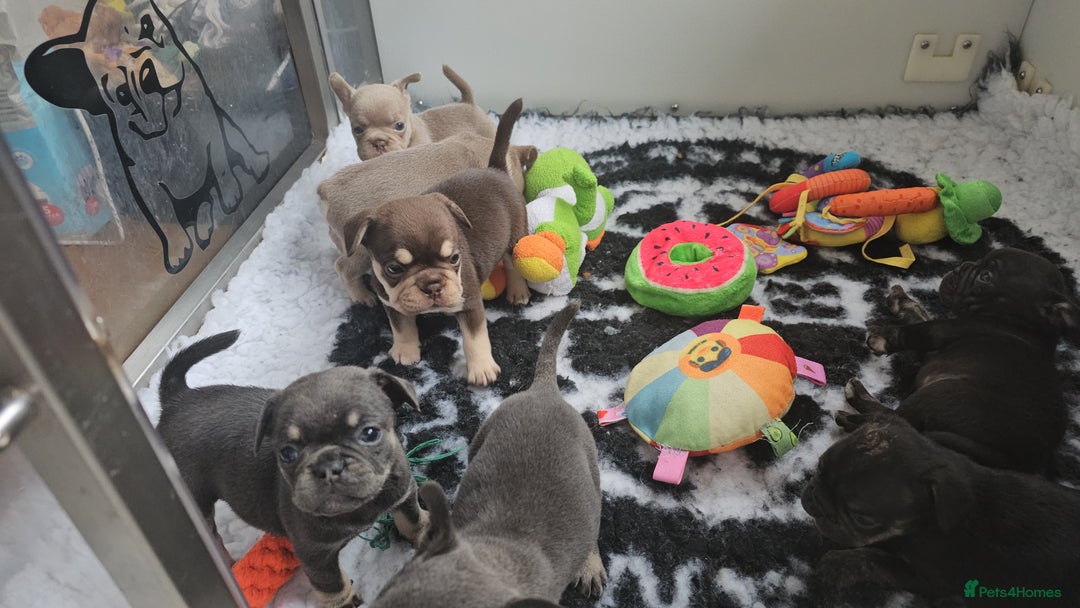 Frug dogs for sale: Beautiful Frug Babies 😍 - Image 20