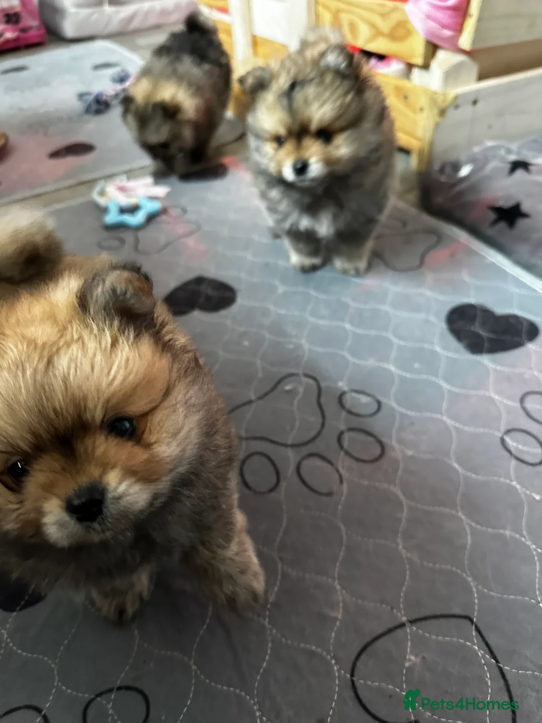 Pomeranian dogs for sale: GORGEOUS POMERANIAN PUPPIES!! 🐶🐶🐶 - Advert 19