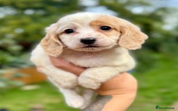Cockapoo dogs for sale: ✨ Quality F2 Cockapoos ✨ Reputable Breeder  - Image 3
