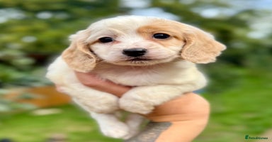 Cockapoo dogs - Advert 10