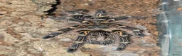Tarantulas invertebrates for sale: Tarantula list - Advert 4