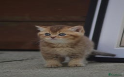 British Shorthair cats for sale: Last kitten left: TICA Golden Black Shaded BSH/BLH - Image 4