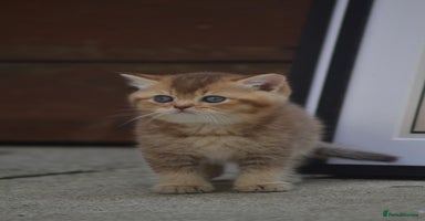 British Shorthair cats - Advert 14