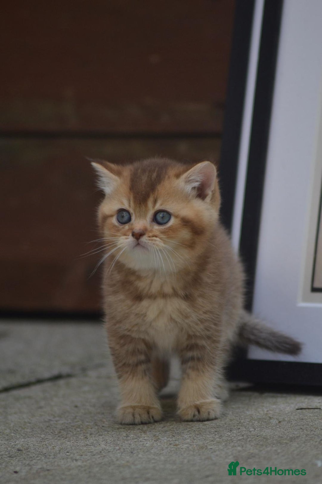 British Shorthair cats for sale: Last kitten left: TICA Golden Black Shaded BSH/BLH - Image 4