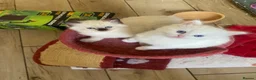 Ragdoll cats for sale: Flame and Seal point kittens  - Advert 4