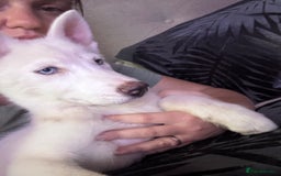 Utonagan dogs for sale: Last 2 Husky (Utonagon) Puppies - READY NOW - Image 6