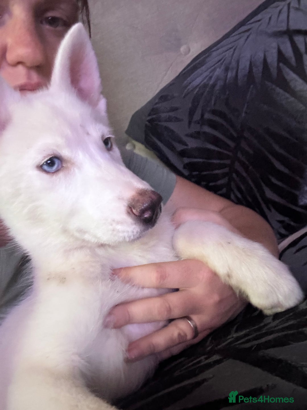 Utonagan dogs for sale: Last 2 Husky (Utonagon) Puppies - READY NOW - Image 6