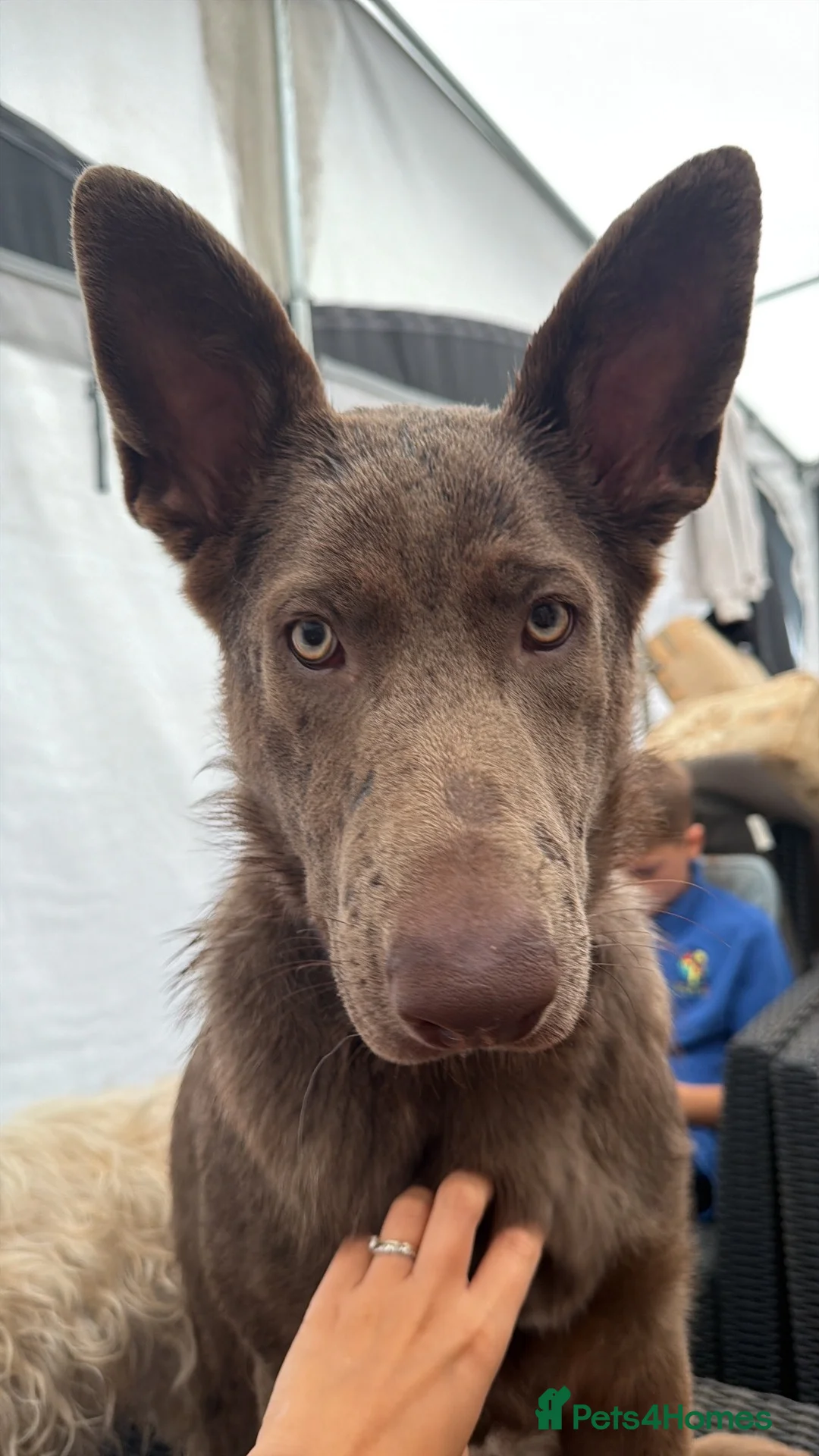 German Shepherd dogs for sale: Isabella German Shepherd  in Paignton - Advert 2