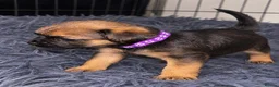Border Terrier dogs for sale: 5 STAR Border terrier PUPS🌟 SLEM CLR/ KC REG SOLD - Advert 3