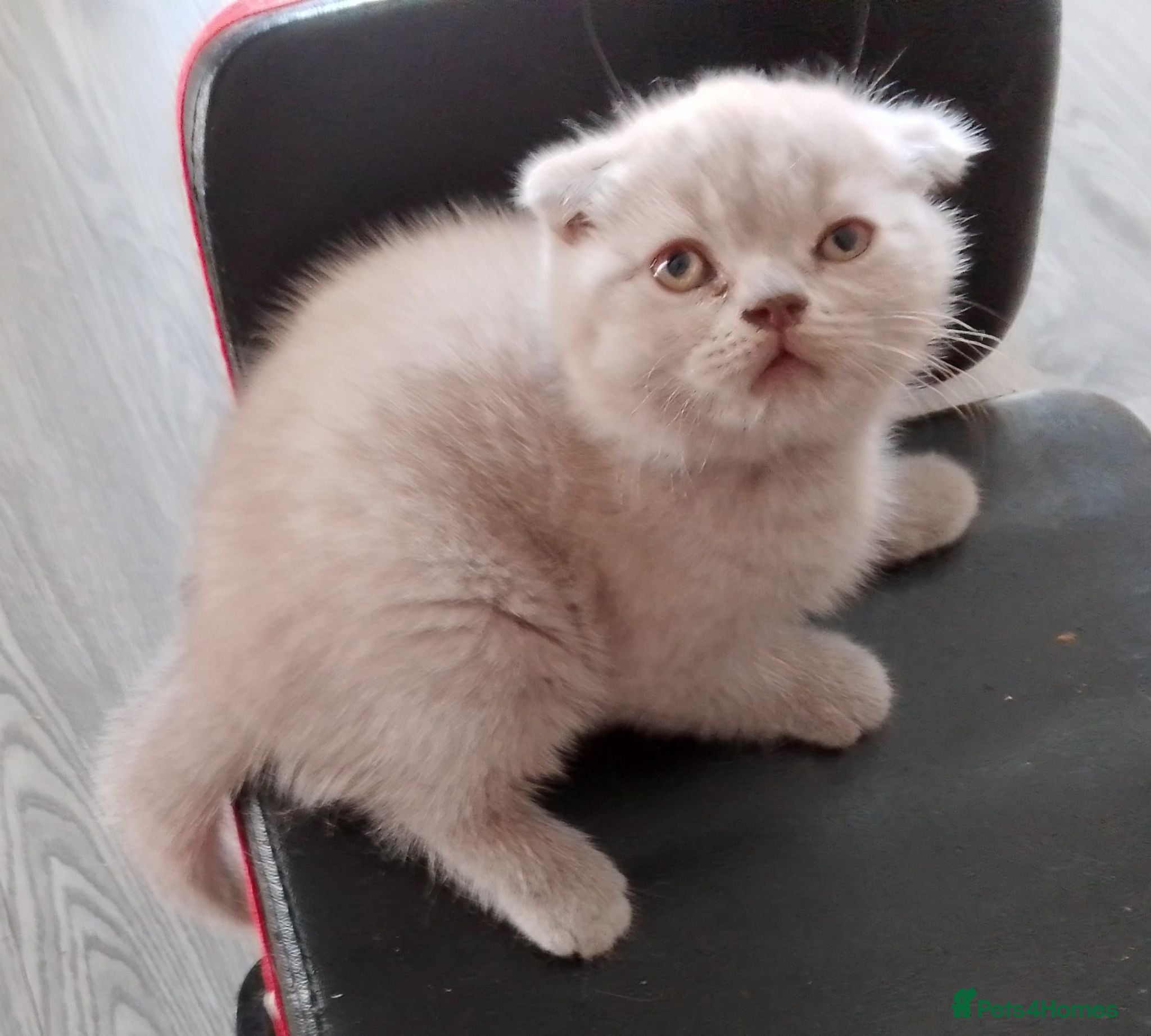 British Shorthair cats British short hair fold  - Advert 9