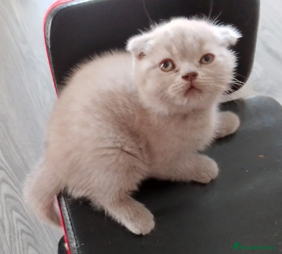 British Shorthair cats for sale: British short hair fold  - Advert 1