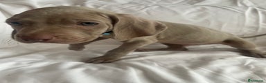 Weimaraner Puppy Blue