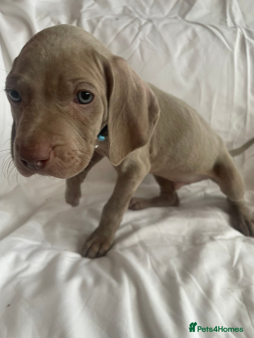 Weimaraner dogs for sale: KC registered Silver puppies - Advert 36