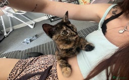 Mixed Breed cats for sale: 3 beautiful baby’s for sale  - Image 5